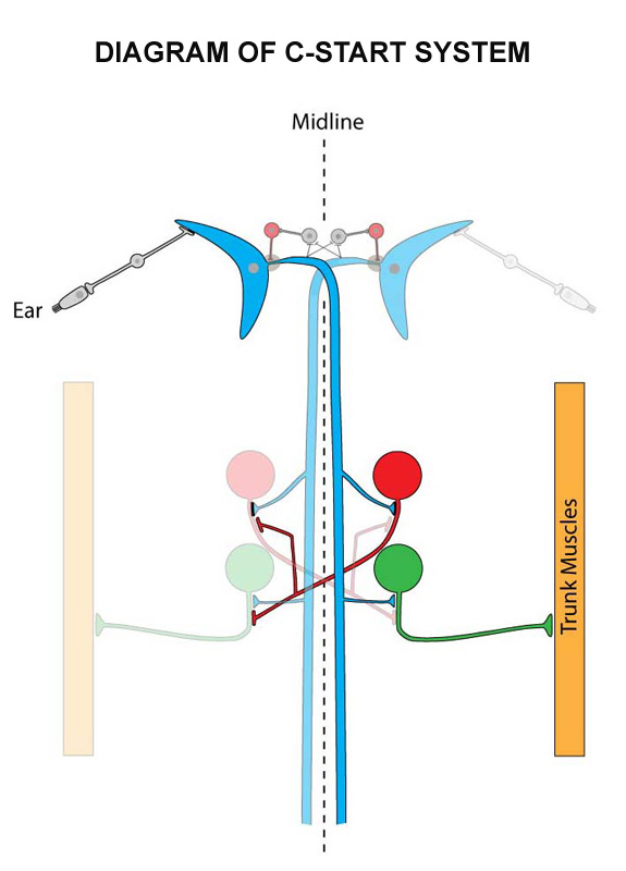 C-start reflex neural response